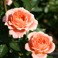 Rose Sweet Dream ® - Rosa sweet dream ® - Bakker