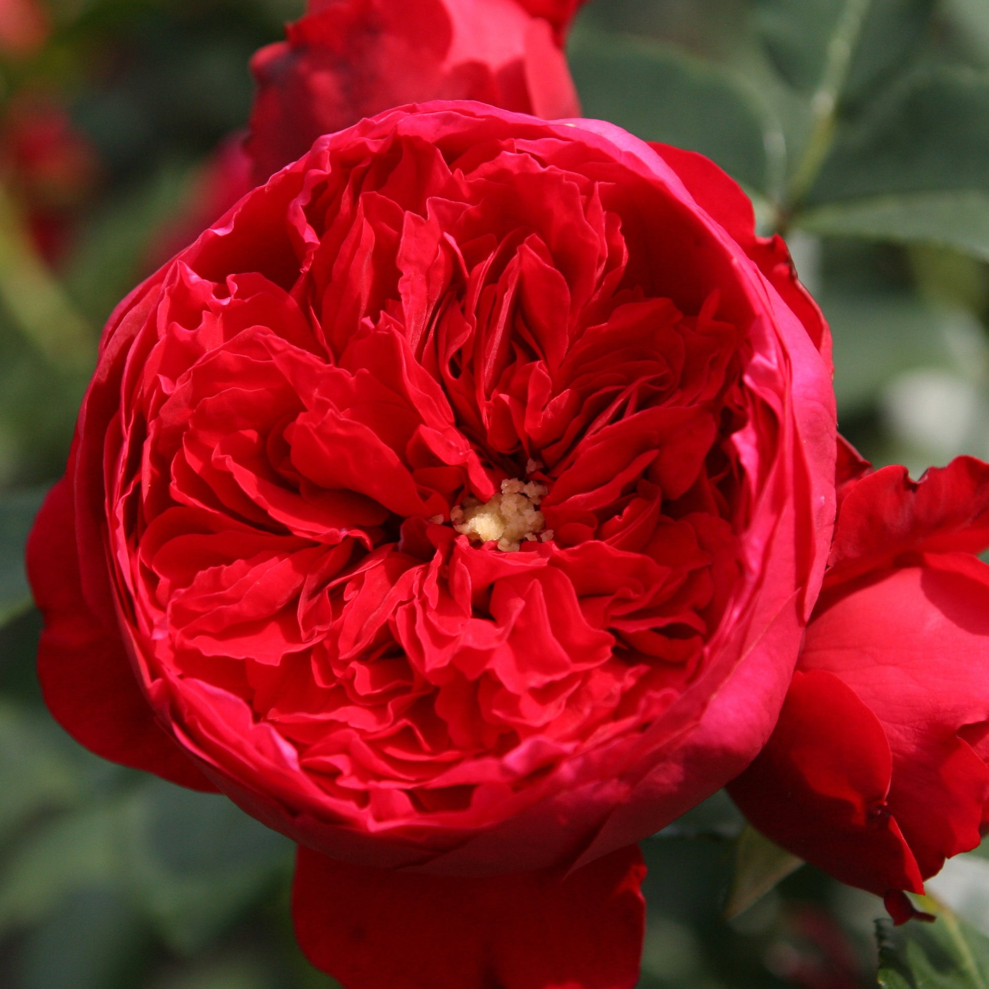 Kletterrose Florentina ® - Rosa Florentina ® - Bakker