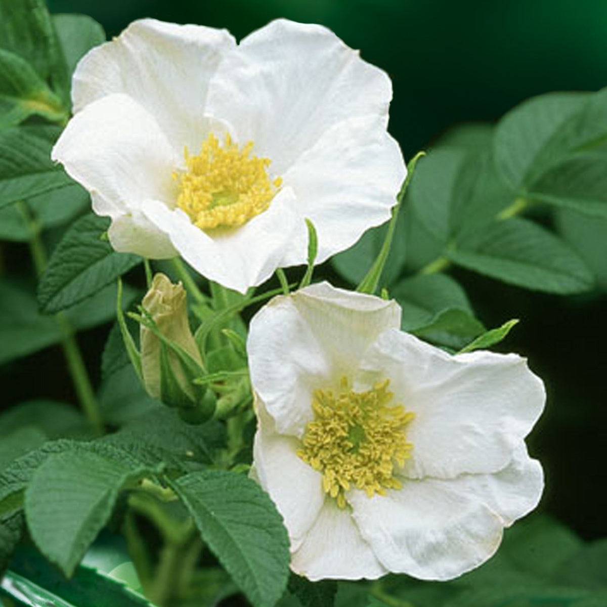 Rosen - Weiße Apfelrose Alba - Rosa rugosa alba