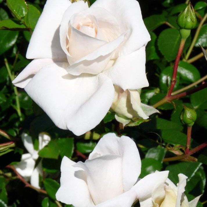 Kletterrose ‘White New Dawn’ - Bakker