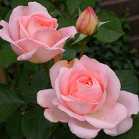 Rosa clair™renaissance ® - Rose ‘Clair’™ Renaissance® - Rosen mit großen Blüten