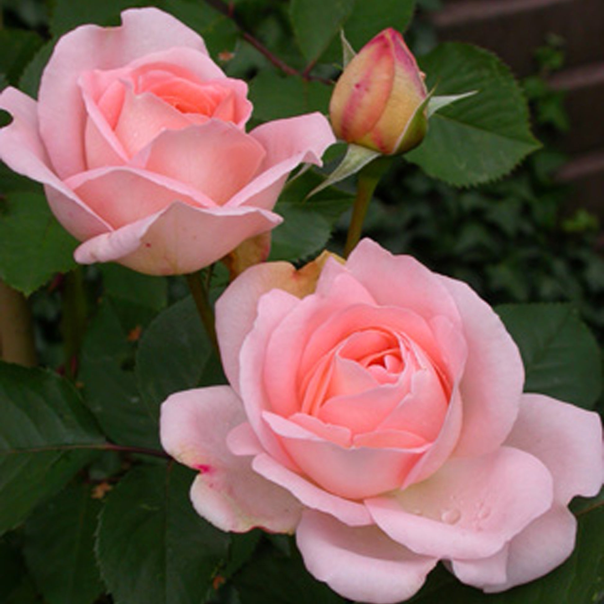 Rosa clair™renaissance ® - Rose ‘Clair’™ Renaissance® - Rosen mit großen Blüten