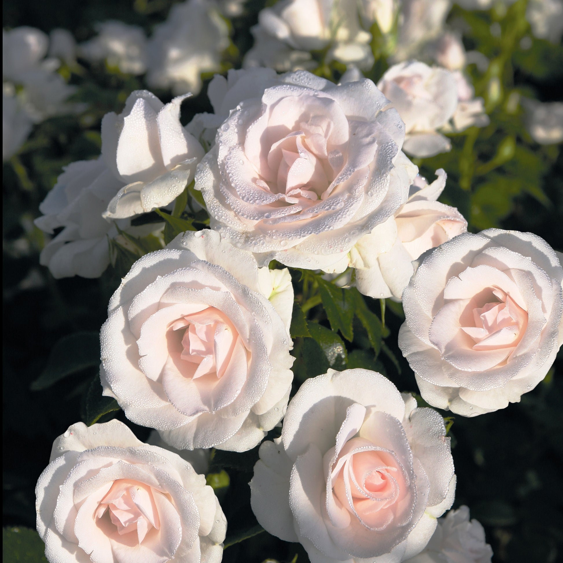 Bodendeckerrosen - Aspirin Rose ® - Rosa Aspirin Rose ®