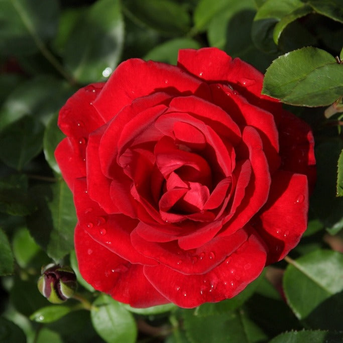 Rosa santana ® - Kletterrose ‘Santana’® - Kletterrosen