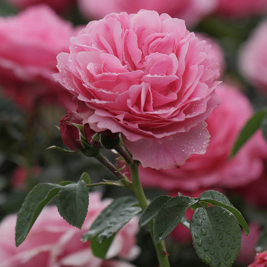 Rose 'Leonardo da Vinci' - Bakker