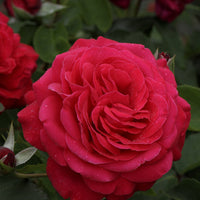 Rosen mit großen Blüten - Beetrose 'Dame de Cœur' - Rosa dame de cœur, rosa queen of hearts, rosa herz-dame