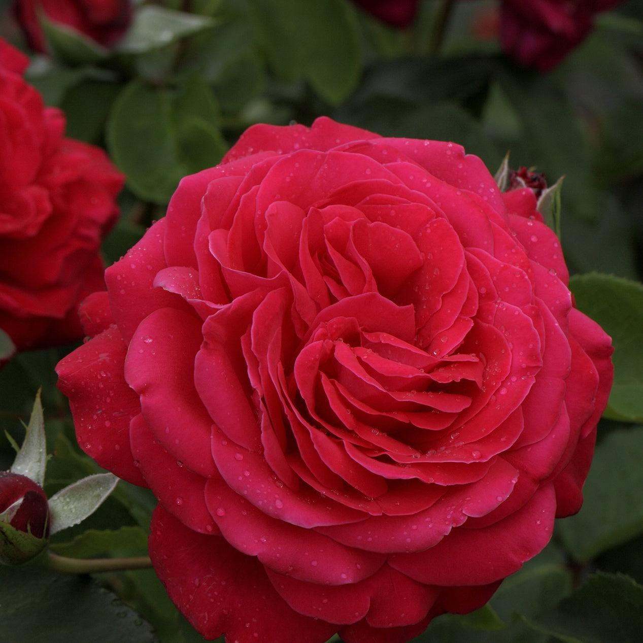 Rosen mit großen Blüten - Beetrose 'Dame de Cœur' - Rosa dame de cœur, rosa queen of hearts, rosa herz-dame