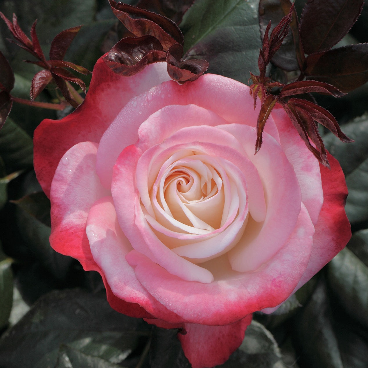 Verkauf Edelrose 'Nostalgie'