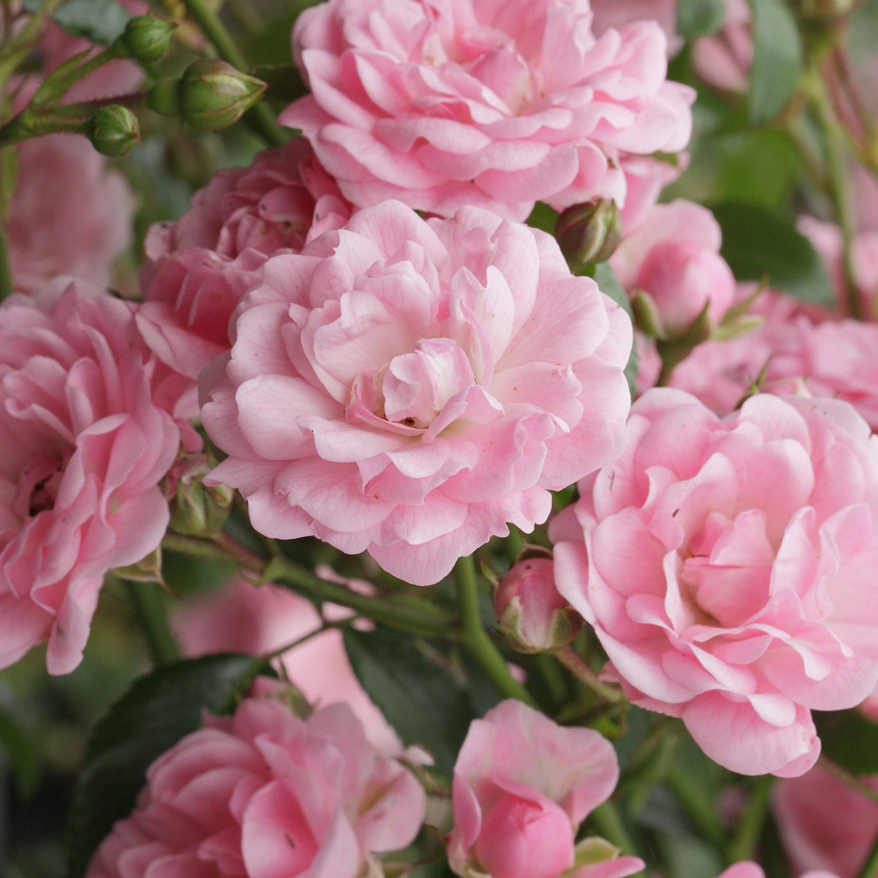 Verkauf Rose Rosa 'The Fairy'®