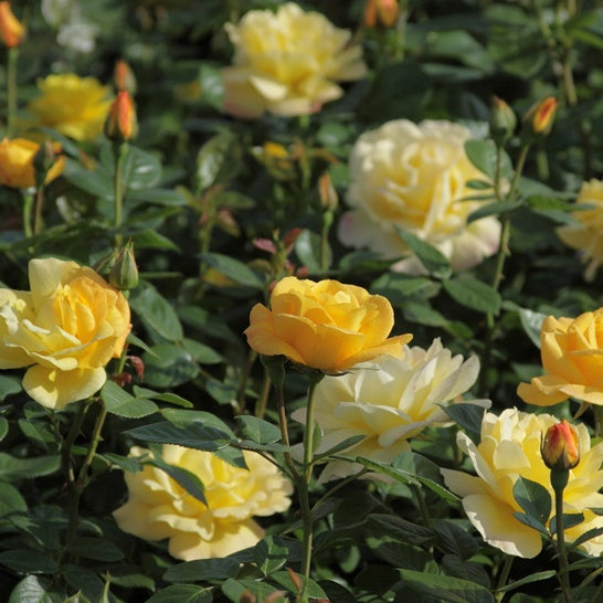 Rosa arthur bell - Beetrose 'Arthur Bell' - Strauchrosen