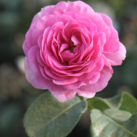 Rosa ozeana ® - Kletterrose ‘Ozeana’® - Kletterrosen