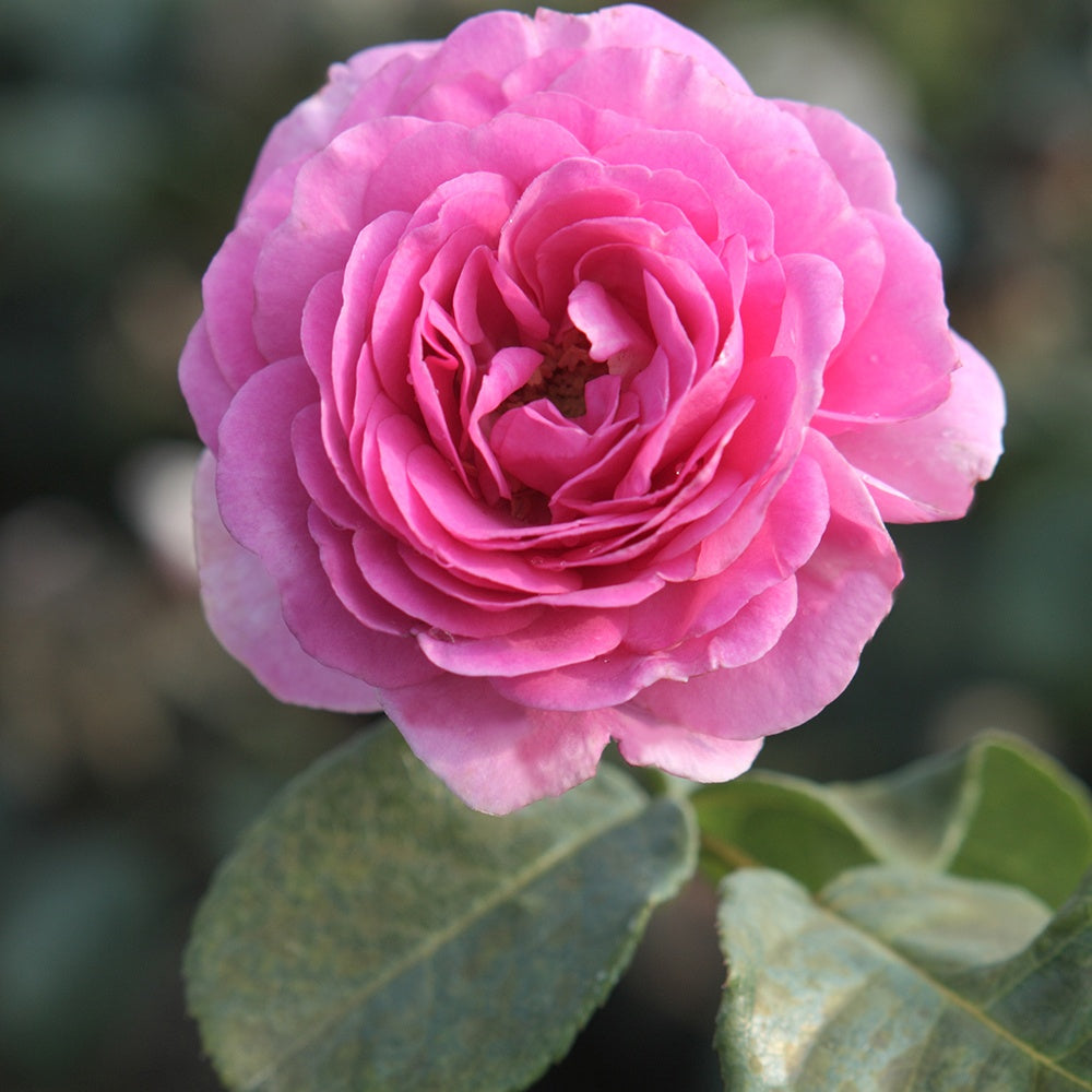 Rosa ozeana ® - Kletterrose ‘Ozeana’® - Kletterrosen