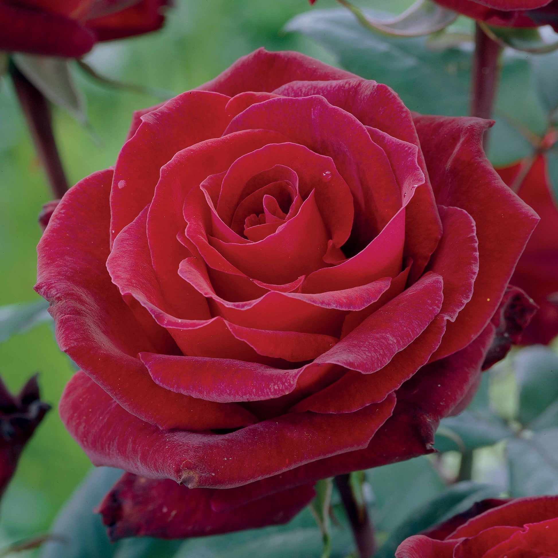 Edelrose Barkarole - Rosa Barkarole - Bakker