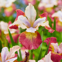 Sibirische Schwertlilie ‘Sugar Rush’ (x3) - Bakker