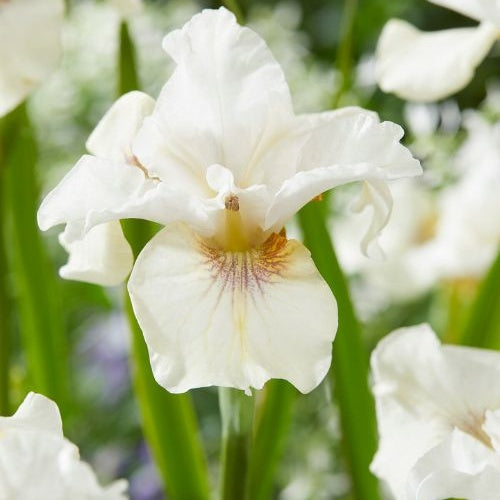 Sibirische Schwertlilie Not Quite White - Bakker