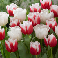 Tulpen 'Red Snow' Mischung (x10) - Bakker
