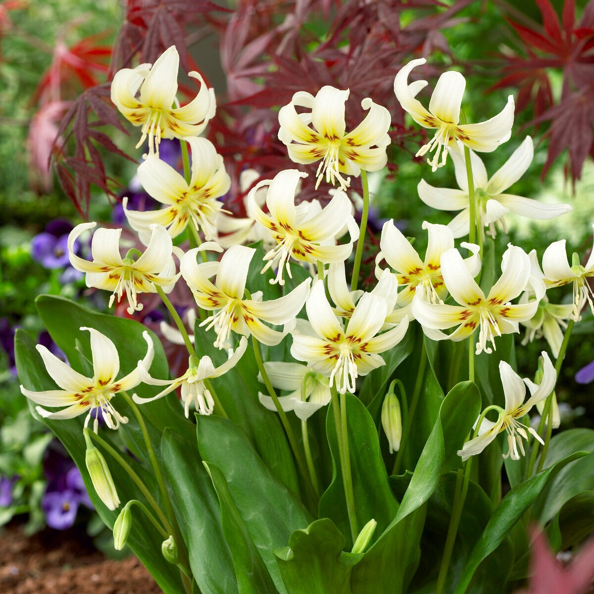 Hundszahn-Lilie 'White Beauty' - Bakker
