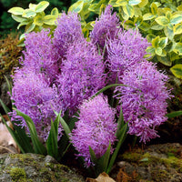 Schopfige Traubenhyazinthe 'Plumosum' (x10) - Bakker