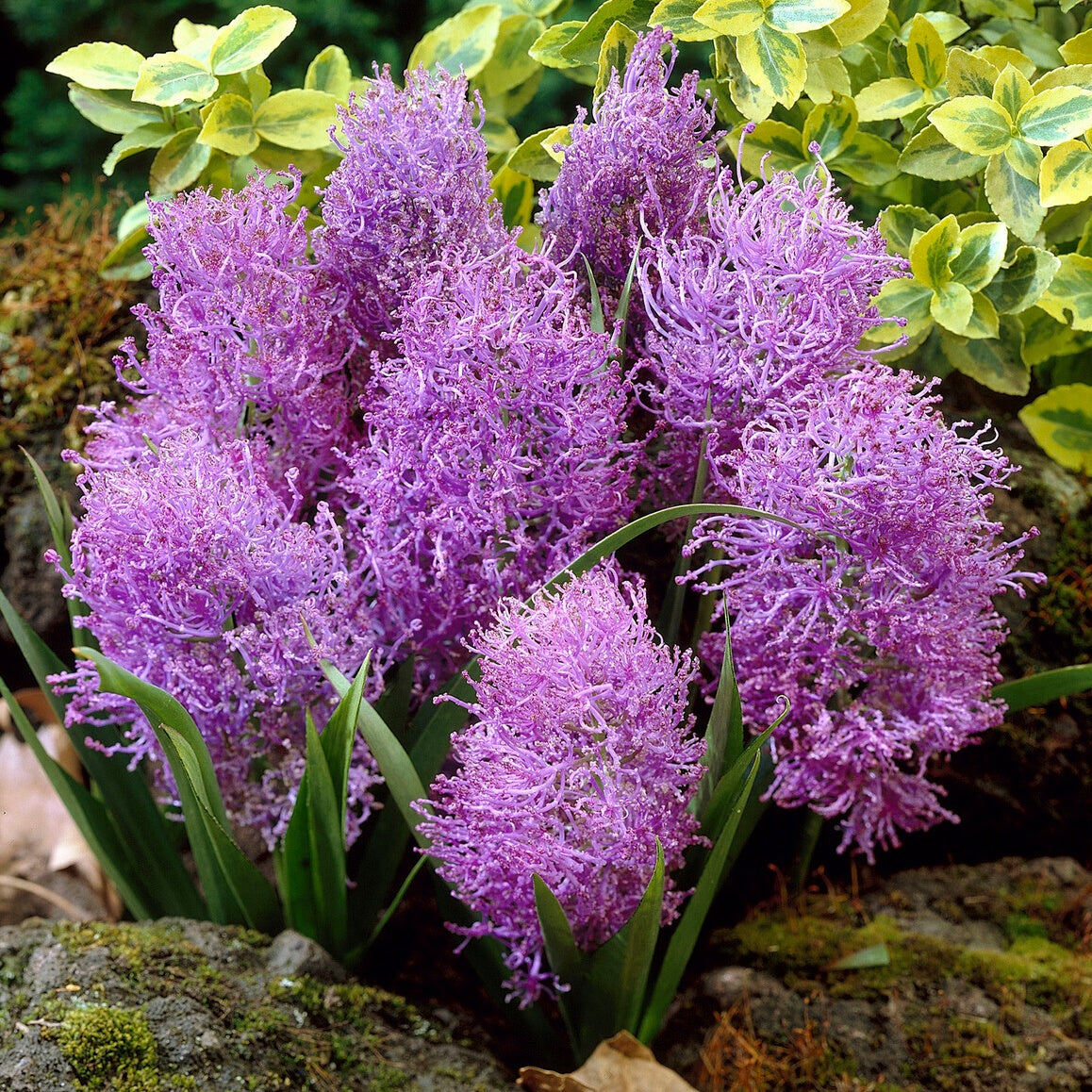 Schopfige Traubenhyazinthe 'Plumosum' (x10) - Bakker