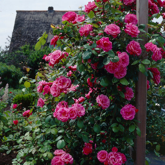 Kletterrose rosa - Bakker