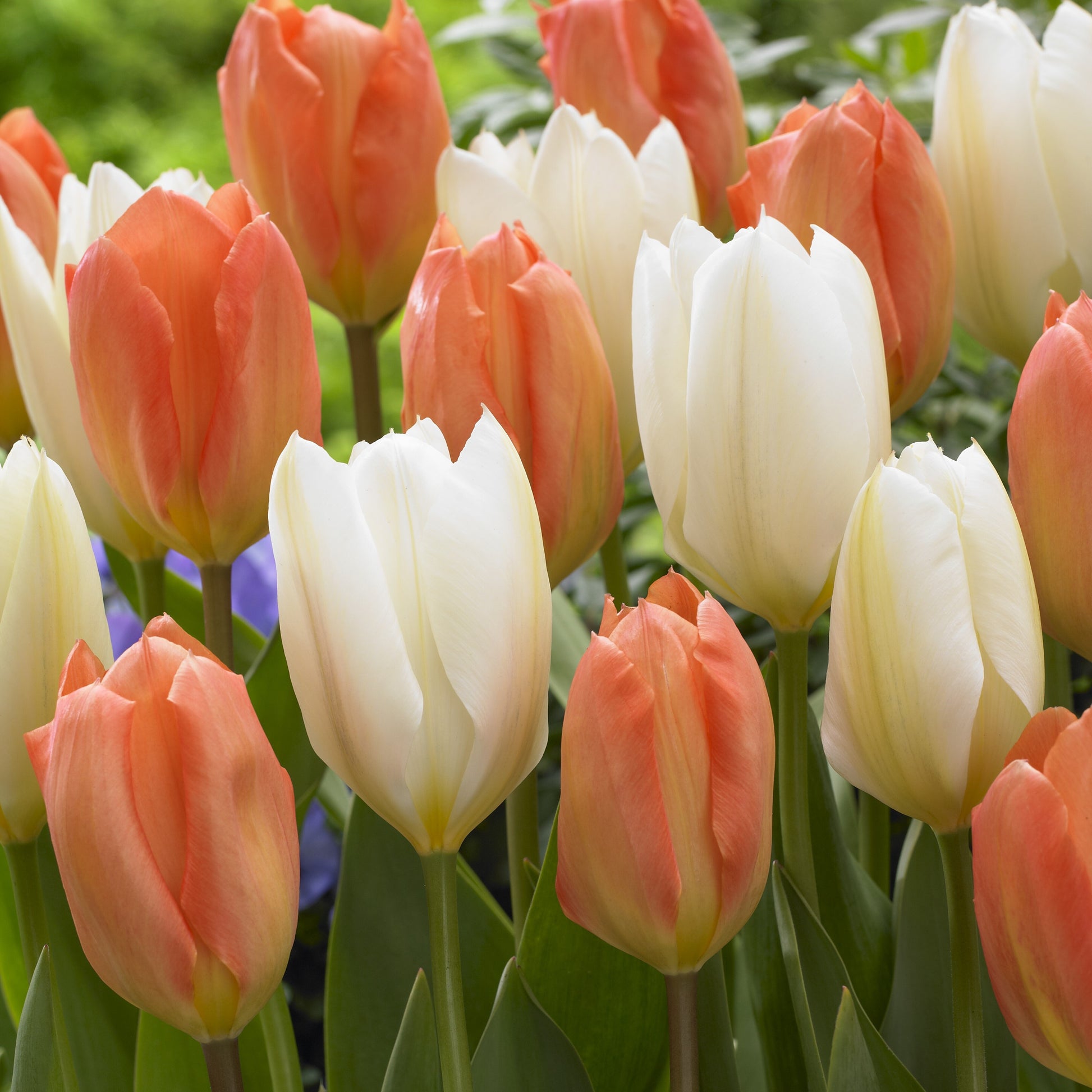 Tulpen 'Stockholm' Mischung (x10) - Bakker