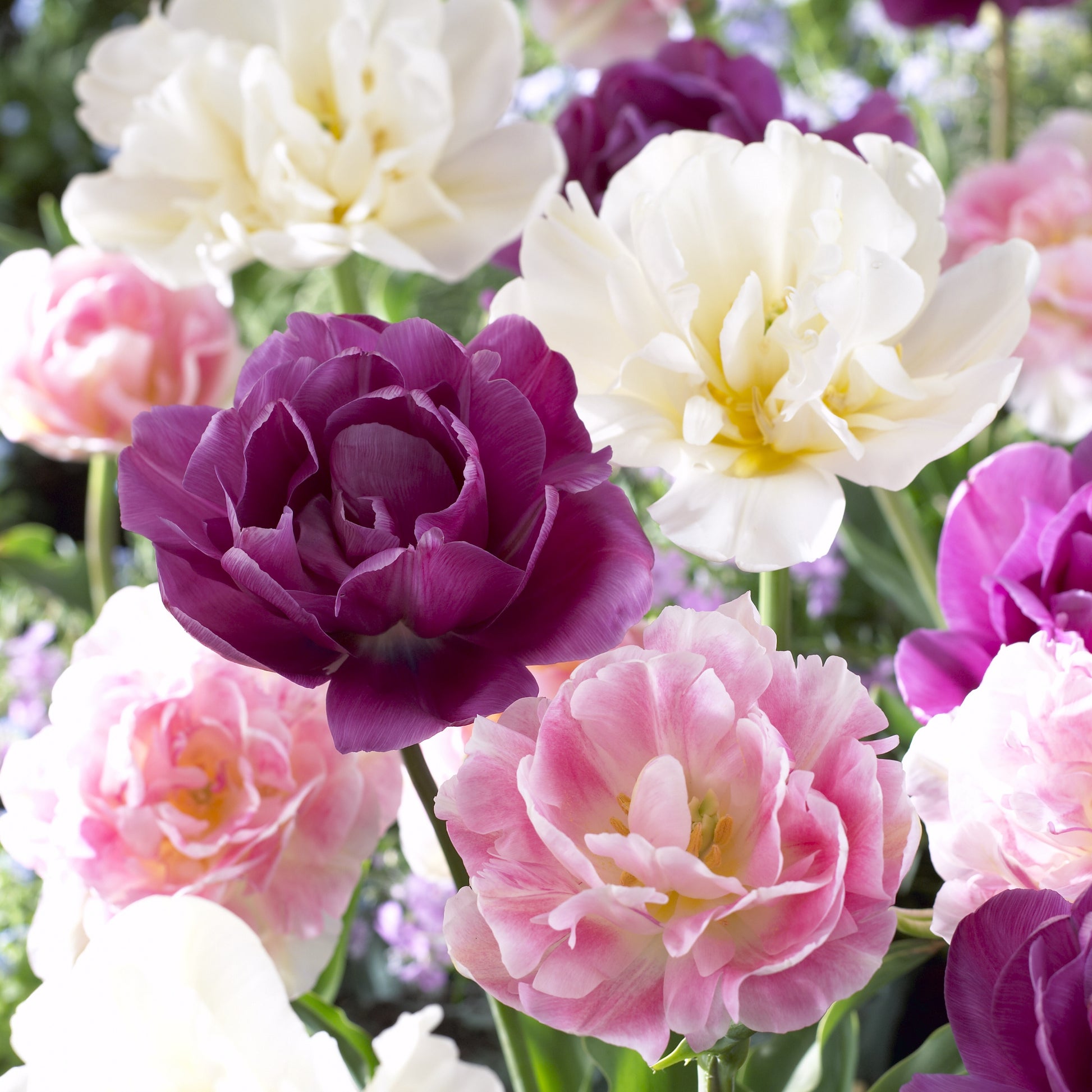 Tulpen 'Sensation' Mischung (x10) - Bakker