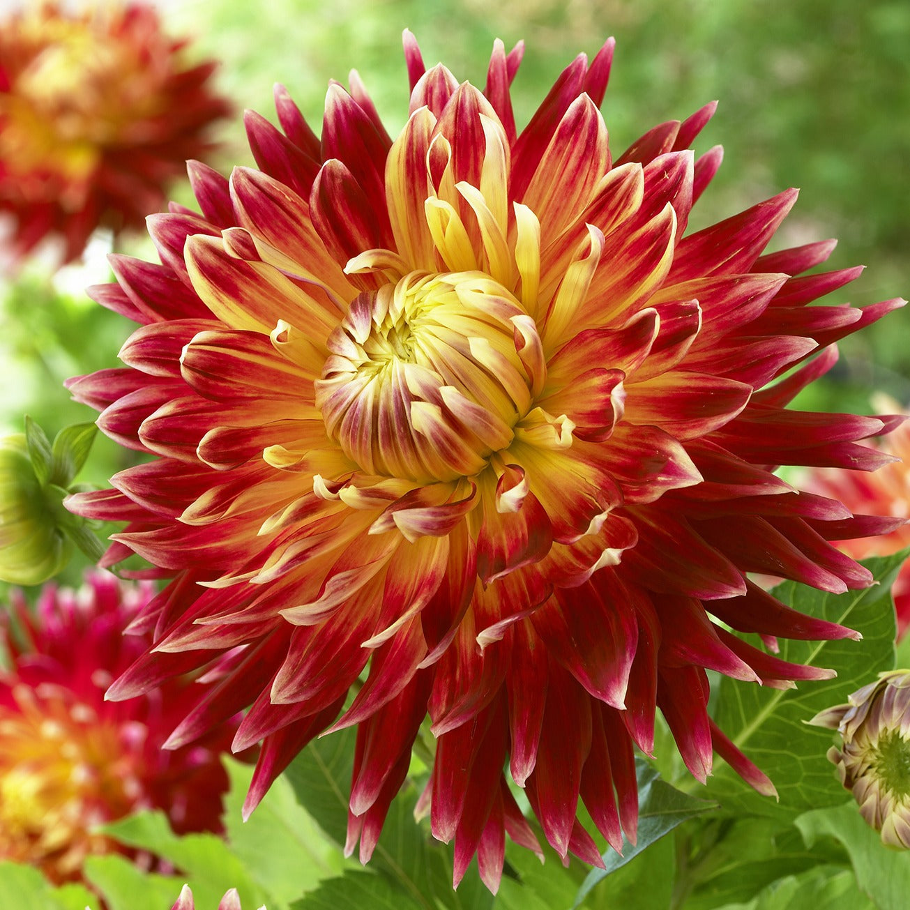 Dahlia 'Akita' - Bakker