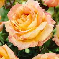 Rose 'André Willemse' - Bakker