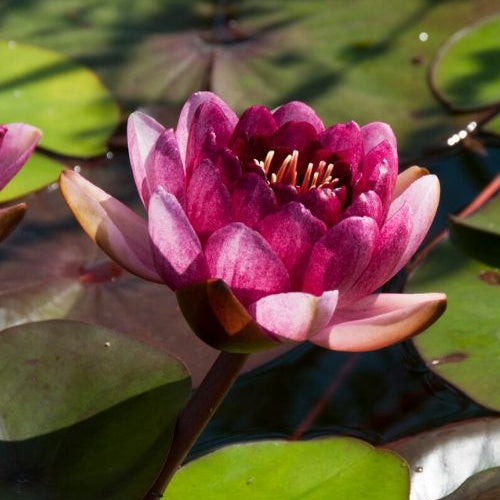 Seerose Perry's Almost Black - Nymphaea 'Perry's Almost Black' - Bakker