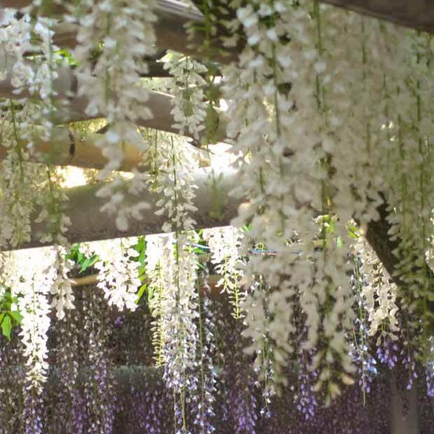Weißer Blauregen Alba auf Stamm - Wisteria sinensis alba - Bakker