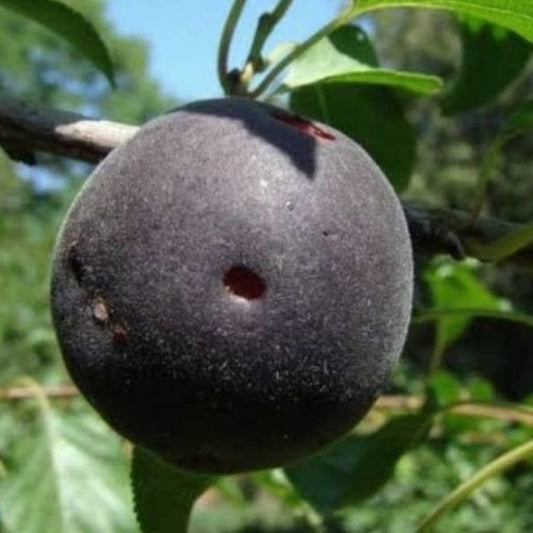 Schwarze Aprikose ‘Biricoccolo’ - Bakker