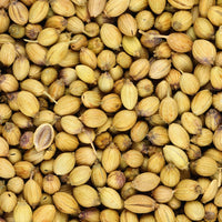 Koriander - Coriandrum sativum - Bakker