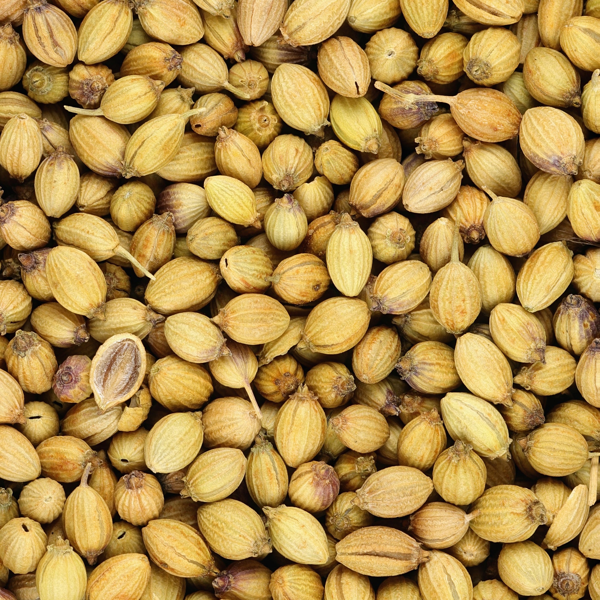 Koriander - Coriandrum sativum - Bakker
