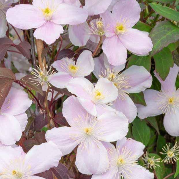Verkauf Kletterpflanzen-Kollektion mit reicher Blüte (x3)