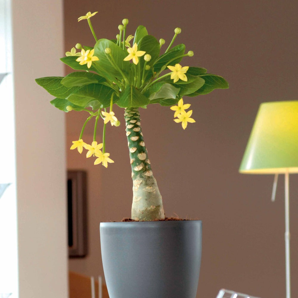 Hawaiipalme - Brighamia insignis kirsten - Bakker