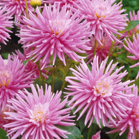 Dahlia Park Princess - Kaktusdahlie Park Princess (x3) - Dahlien-Zwiebeln