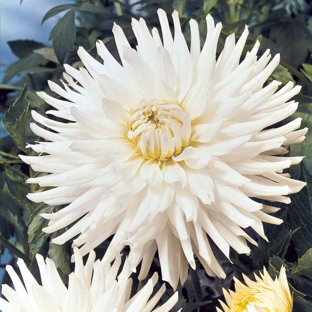 Dahlia White Happiness - Dahlien White Happiness (x3) - Dahlien-Zwiebeln
