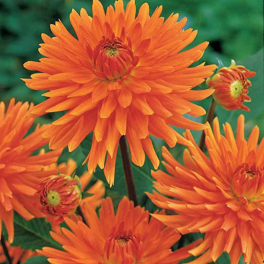 Kaktusdahlien ‘Vrouwe Jacoba’ (x3) - Bakker