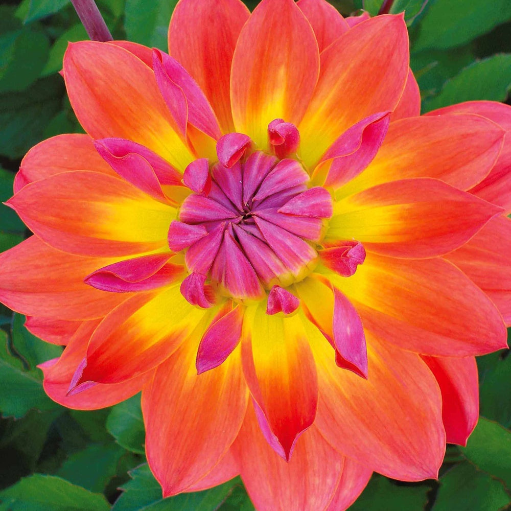 Dahlia tricolore - Dahlien Tricolore (x3) - Dahlien-Zwiebeln