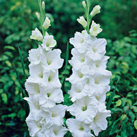 Gladiolen White Prosperity (x25) - Gladiolus white prosperity - Bakker