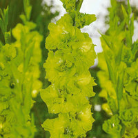 Gladiole-Zwiebeln - Gladiolen Dingadong (x25) - Gladiolus Dingadong