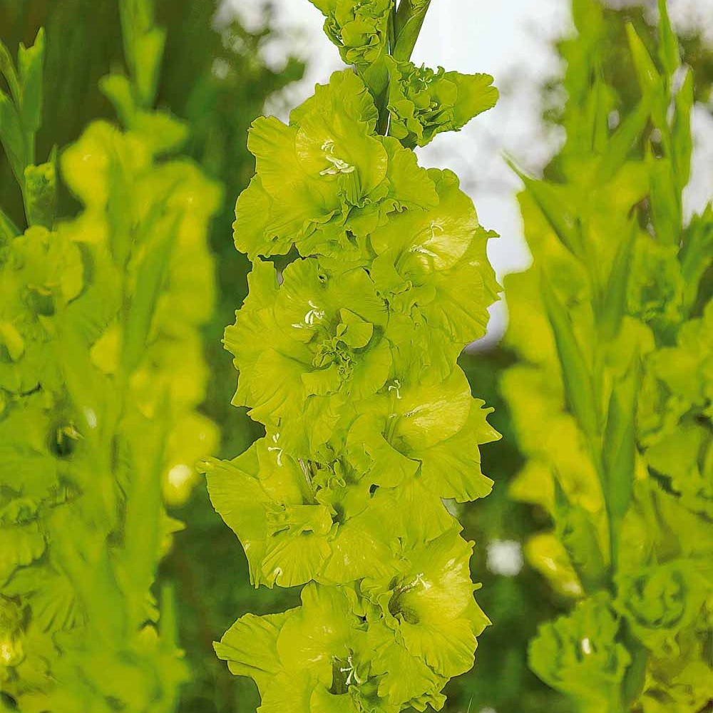 Gladiole-Zwiebeln - Gladiolen Dingadong (x25) - Gladiolus Dingadong