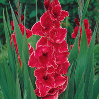 Gladiolen Aftershock (x25) - Bakker