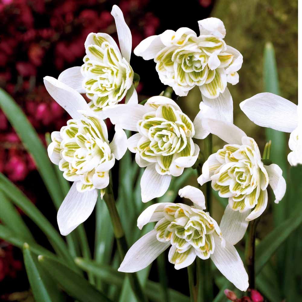 Doppeltes Schneeglöckchen (x10) - Schneeglöckchen - Galanthus-Zwiebeln - Bakker