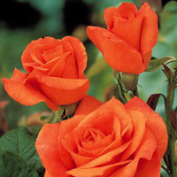 Rosa doris tysterman - Strauchrose Doris Tysterman - Rosen mit großen Blüten