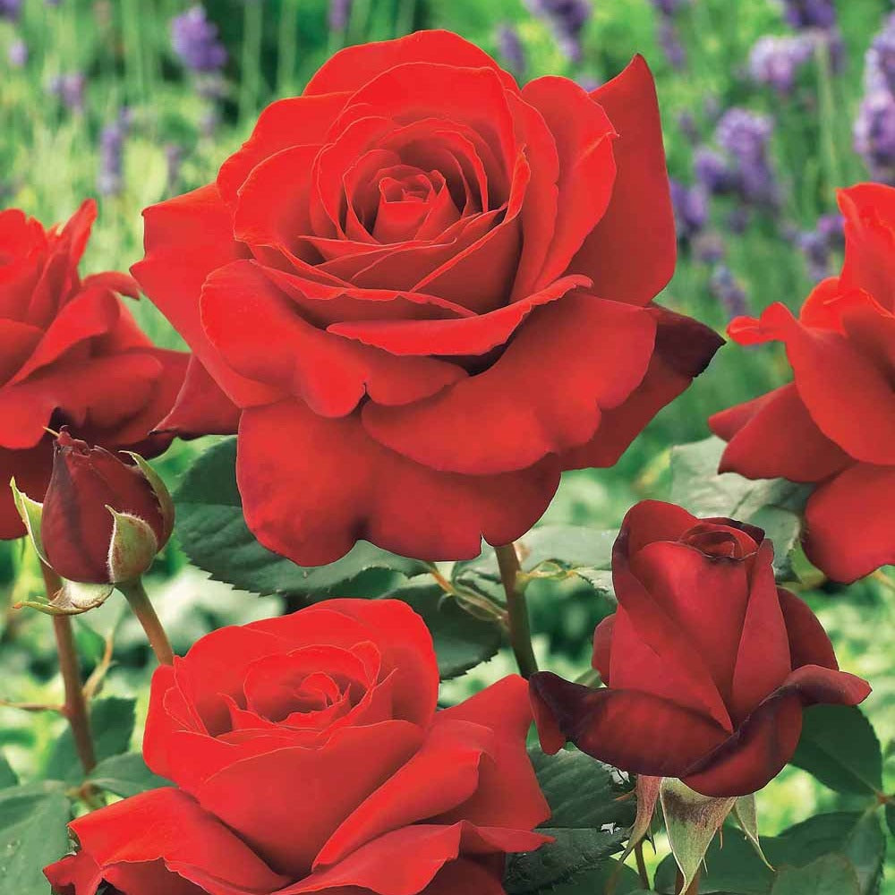 Rosa la magie du parfum - Strauchrose Duftzauber 84 - Rosen - Nackte Wurzeln