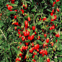 Verkauf Gojibeere - Lycium barbarum