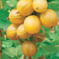 Johannisbeeren - Englische Weiße Stachelbeere (x2) - Ribes uva-crispa anglaise blanche