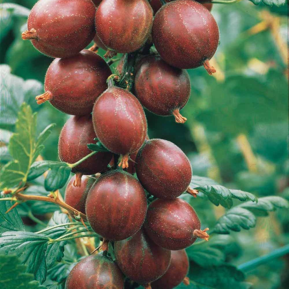 Ribes uva-crispa winham's industry - Stachelbeere Winham's Industry (x2) - Johannisbeeren