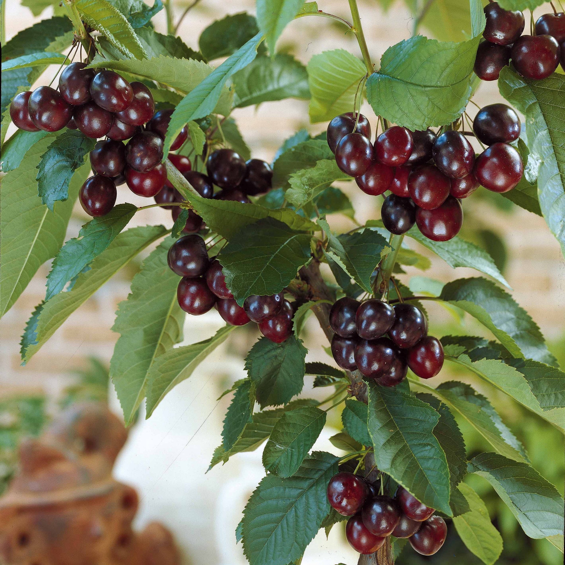 Kirsche Karina - Prunus avium Karina - Bakker